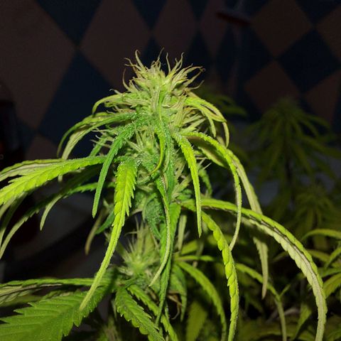 Jéssica growlog timeline photo