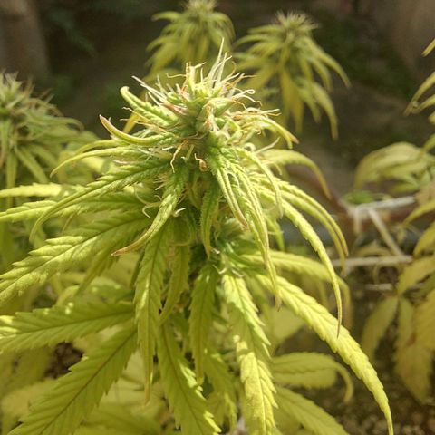 Jéssica growlog timeline photo