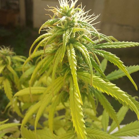 Jéssica growlog timeline photo