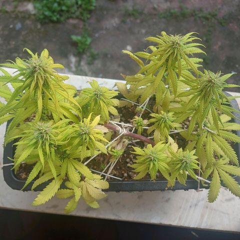 Jéssica growlog timeline photo