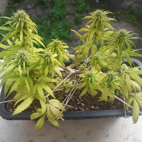 Jéssica growlog timeline photo