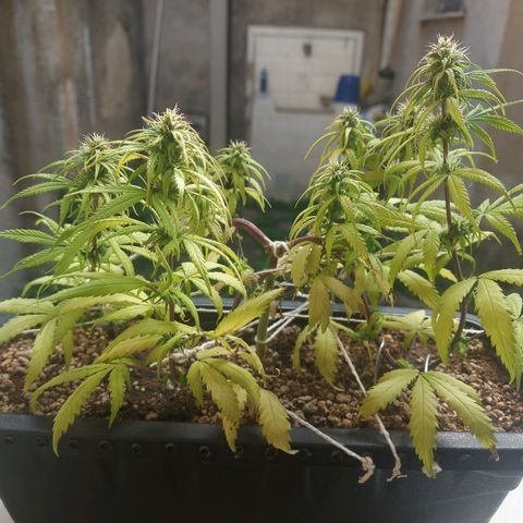 Jéssica growlog timeline photo