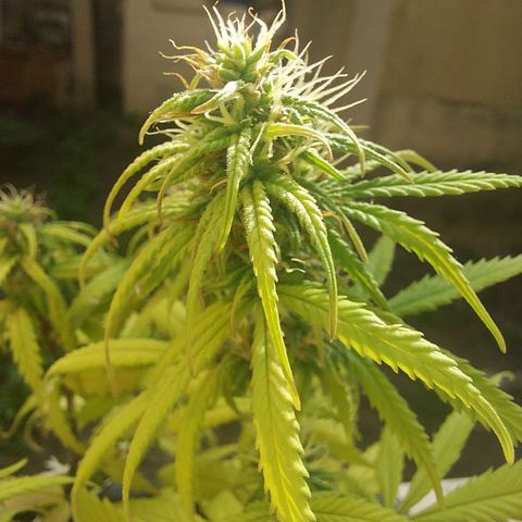 Jéssica growlog timeline photo