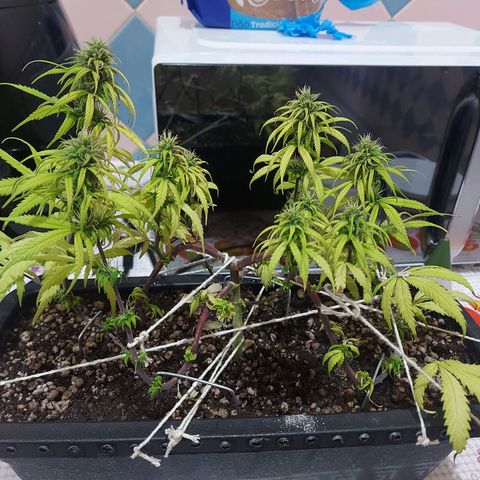 Jéssica growlog timeline photo