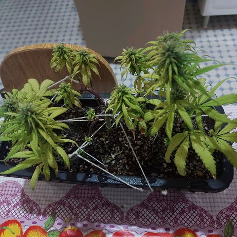 Jéssica growlog timeline photo