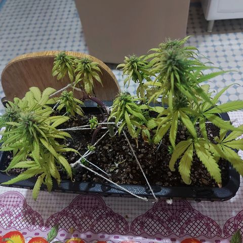 Jéssica growlog timeline photo