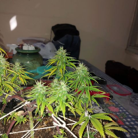 Jéssica growlog timeline photo