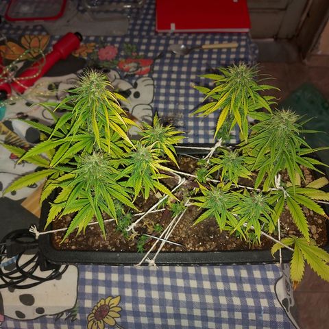 Jéssica growlog timeline photo