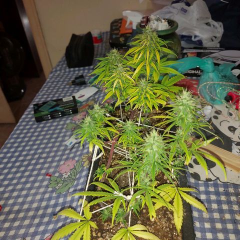 Jéssica growlog timeline photo