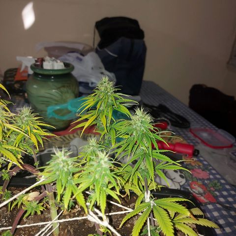Jéssica growlog timeline photo