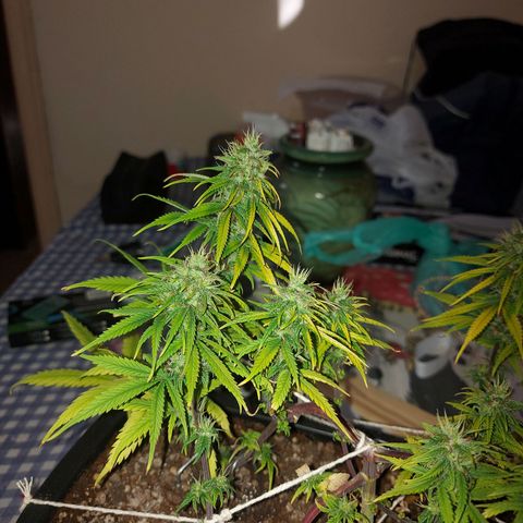 Jéssica growlog timeline photo
