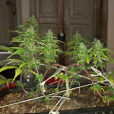 Jéssica growlog timeline photo