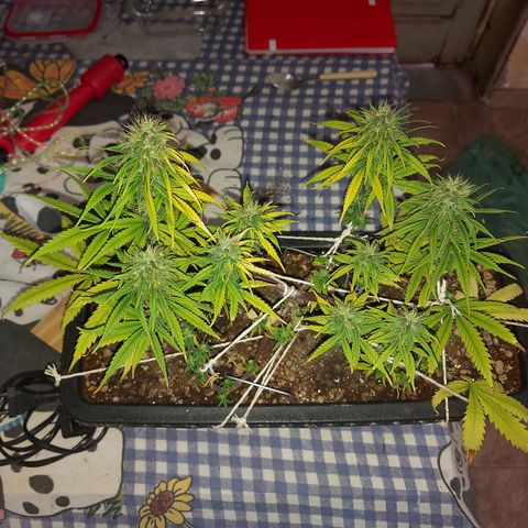 Jéssica growlog timeline photo