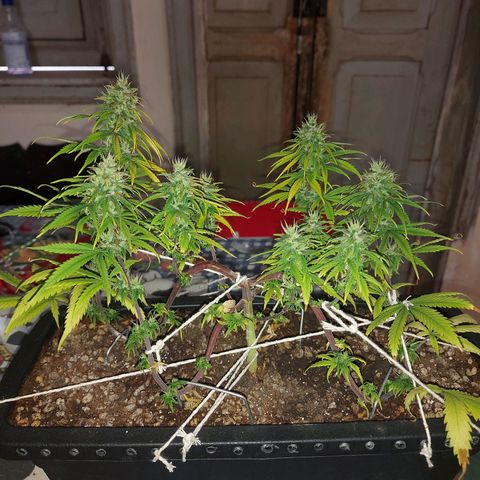 Jéssica growlog timeline photo