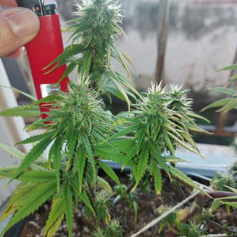 Jéssica growlog timeline photo