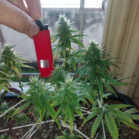 Jéssica growlog timeline photo