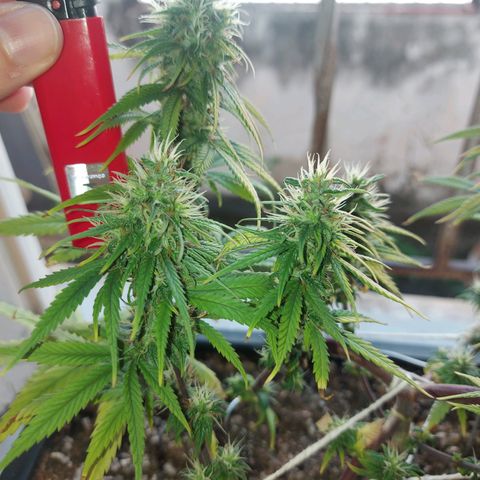 Jéssica growlog timeline photo