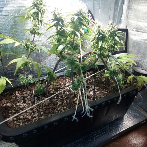 Jéssica growlog timeline photo