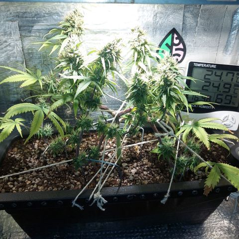 Jéssica growlog timeline photo