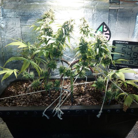 Jéssica growlog timeline photo