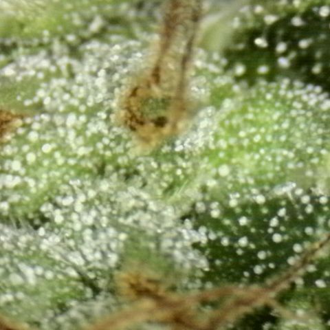 Jéssica growlog timeline photo
