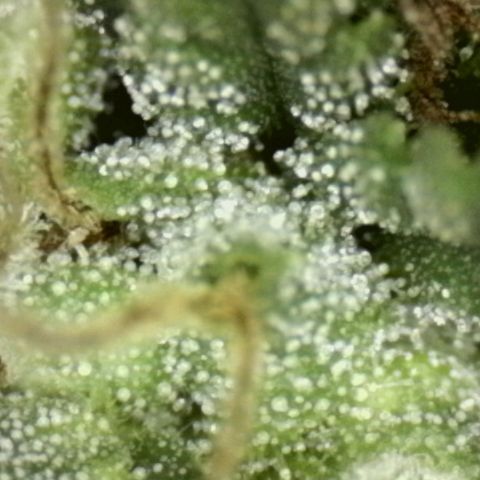 Jéssica growlog timeline photo