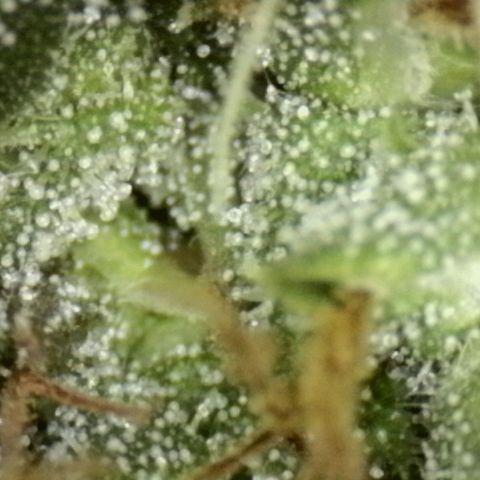 Jéssica growlog timeline photo