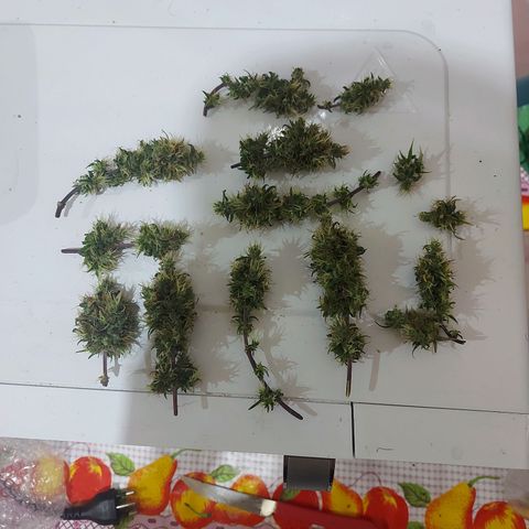 Jéssica growlog timeline photo