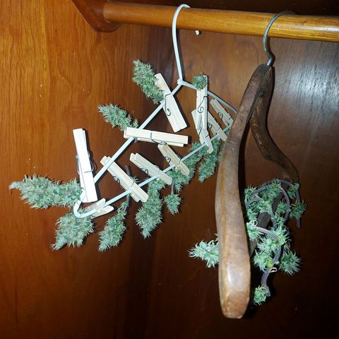 Jéssica growlog timeline photo