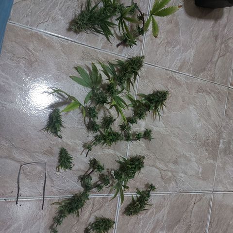 Jéssica growlog timeline photo