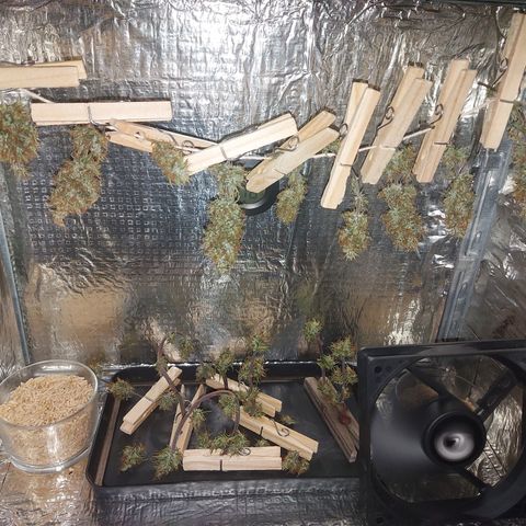 Jéssica growlog timeline photo