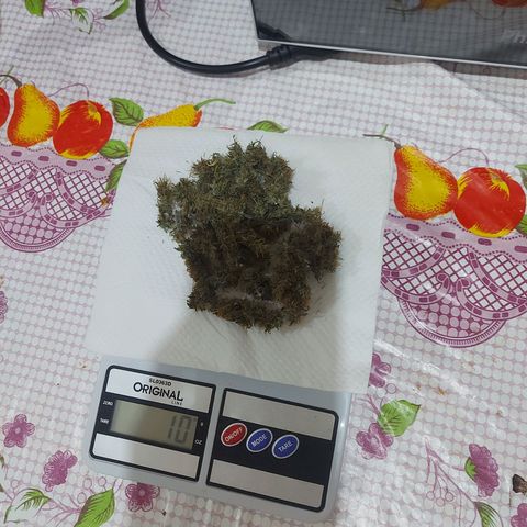 Jéssica growlog timeline photo