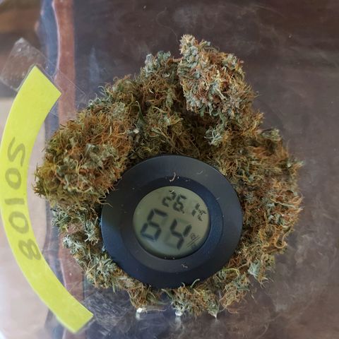 Jéssica growlog timeline photo