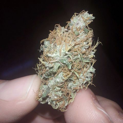 Jéssica growlog timeline photo