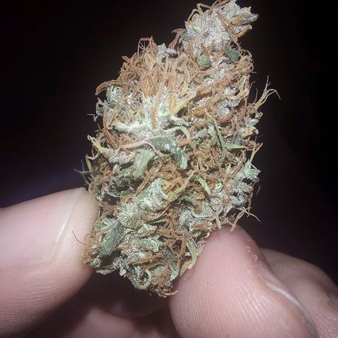 Jéssica growlog timeline photo