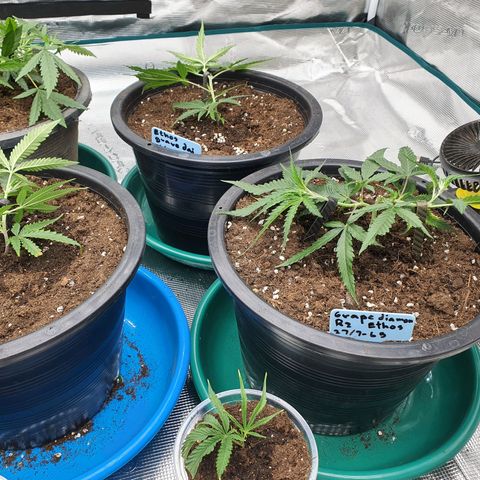 Unknown strain growlog timeline photo