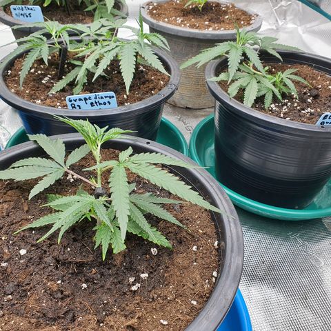 Unknown strain growlog photo: น้ำหมักปลา ปุ๋ยรอง