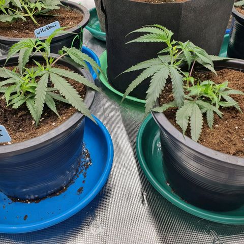 Unknown strain growlog timeline photo