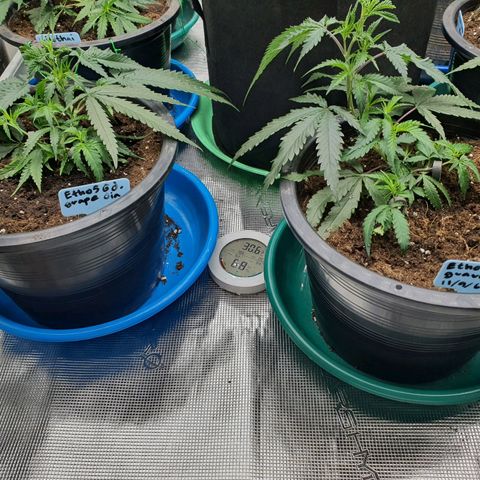 Unknown strain growlog timeline photo