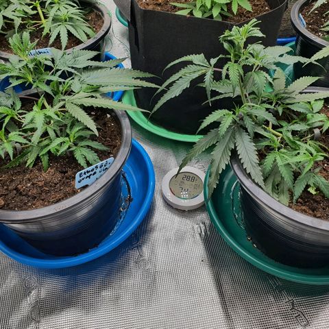 Unknown strain growlog timeline photo
