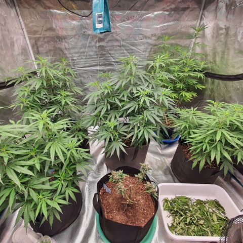 Unknown strain growlog timeline photo