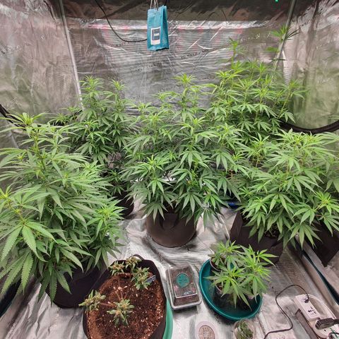 Unknown strain growlog timeline photo