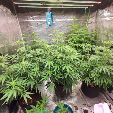 Unknown strain growlog timeline photo