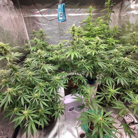 Unknown strain growlog timeline photo