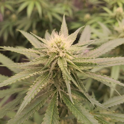 Unknown strain growlog timeline photo