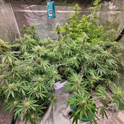 Unknown strain growlog timeline photo