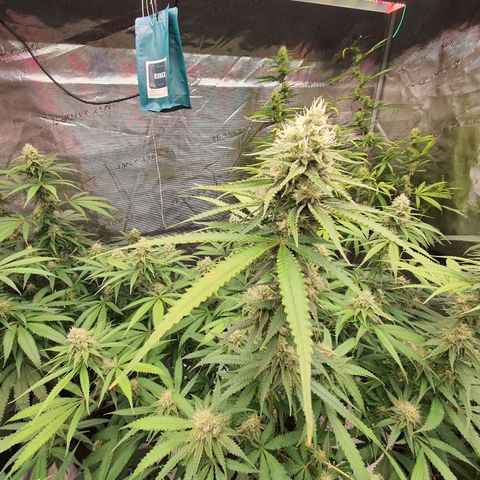 Unknown strain growlog timeline photo