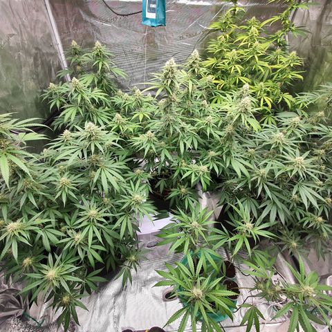 Unknown strain growlog timeline photo