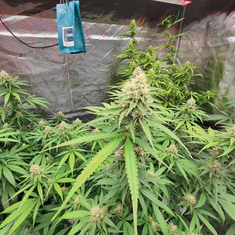 Unknown strain growlog timeline photo