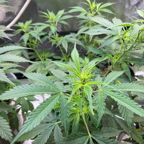 Superlarge White Widdow Autoflowering growlog timeline photo